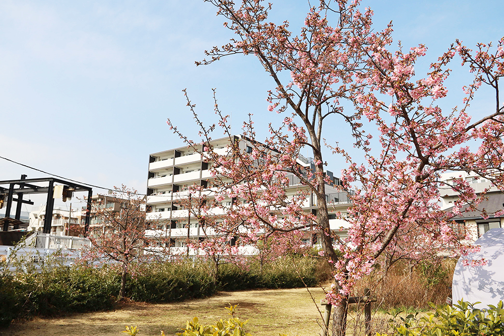 河津桜